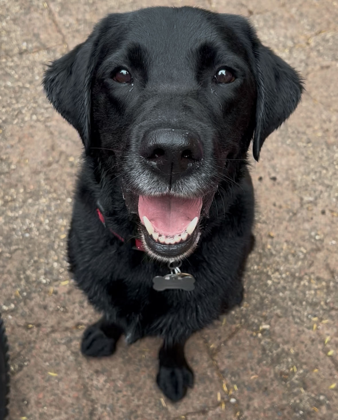 black Labrador wearing a red collar with a silver name tag in the shape of a bone.